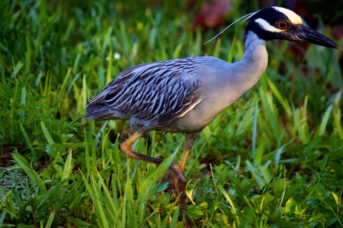 A long-legged bird wades through vegetation