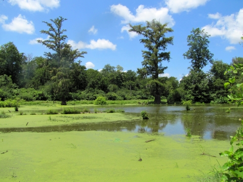A large body of water partially covered by algae surrounded by a forest