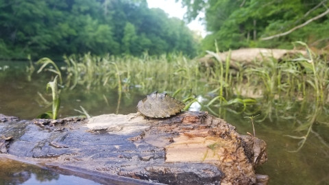 Alabama Map turtle sitting on a log in the river with vegetation in the background.