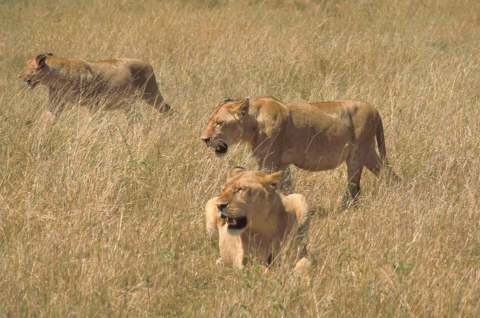 Three lioness in a field of tall dry grass.