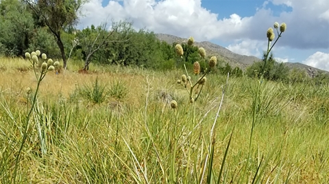 Tall thin stalks supporting multiple conical flowers (Arizona eryngo) in the foreground, with tall grass, thick forest and desert hills in the background.