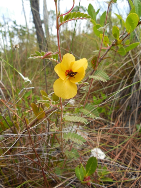 Pine partridge pea branch showing a flower with five buttercup-like petals, and reddish-brown stamen. Small green compound leave surrounded by grass.