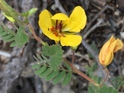 Section of a Big Pine partridge pea branch showing two flowers and green leaves. The flowers have five buttercup-like petals, with reddish-brown stamen.