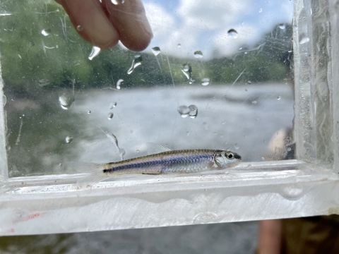 Small fish in fish viewing box with a river in the background