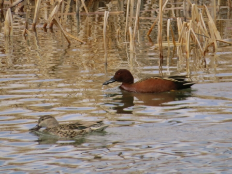 Cinnamon Teal Pair swimming