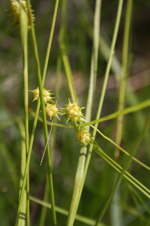 grass blades showing four yellow sphere seeds with a blurry green background.
