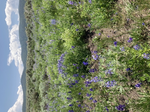 purple flowers and sagebrush in the foreground with hills in the background