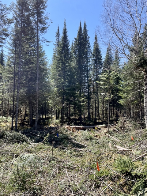 forest with woody debris sitting on the ground, and scattered colorful flags