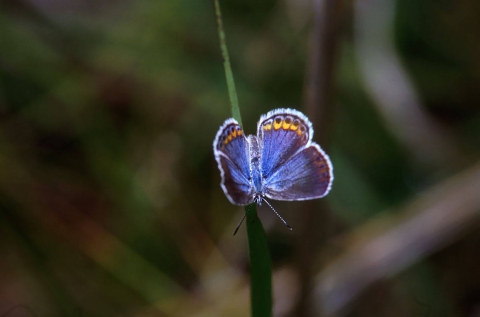 Karner blue butterfly
