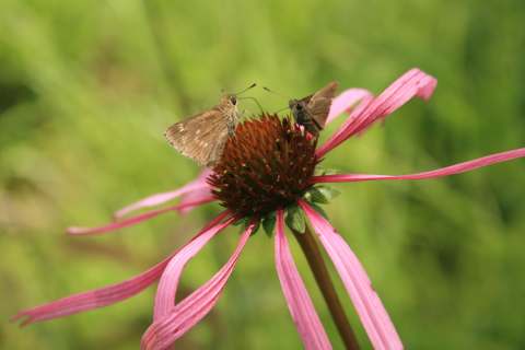 Two small, brown butterflies on a flower with pink long petals and a deep redish-brown seed head.