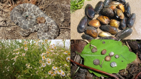 Image collage of federally listed species in Illinois-Iowa including decurrent false aster, Iowa Pleistocene snail, eastern massasauga rattlesnake, and freshwater mussel species