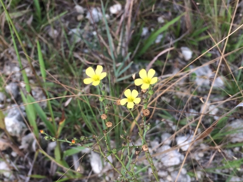 Three small yellow flowers with a yellow center and five rounded petals. The flowers are growing within rocky soil and surrounded by grasses.