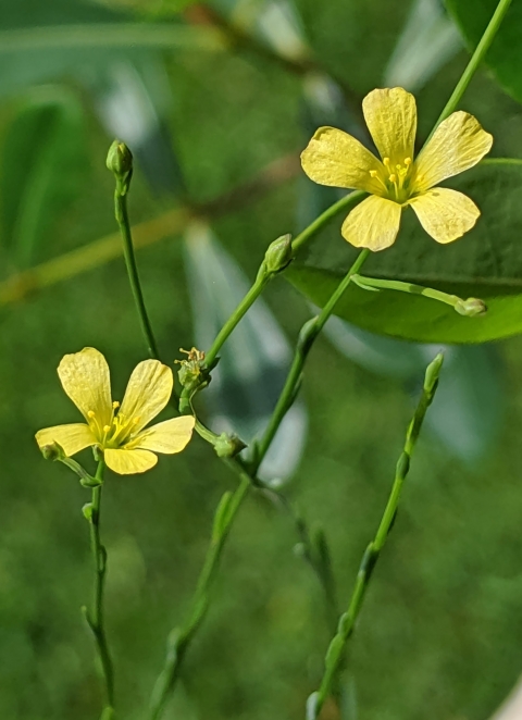 Two small yellow flowers with a yellow center and five rounded petals surrounded by a green background