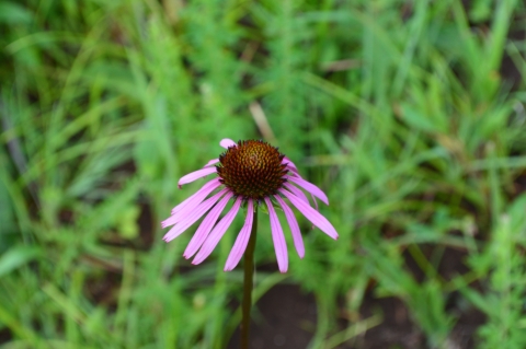 A single flower against green grass in the background. The flower has a tall dark red center and long, droopy, pink-purpulish petals.