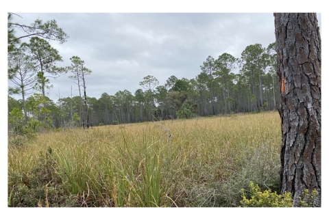 A field surrounded by longleaf pine trees at St. Marks National Wildlife Refuge