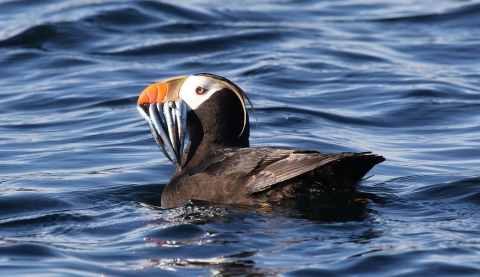 A tufted puffin in summer plumage holding several small silver fish crosswise in its bill.