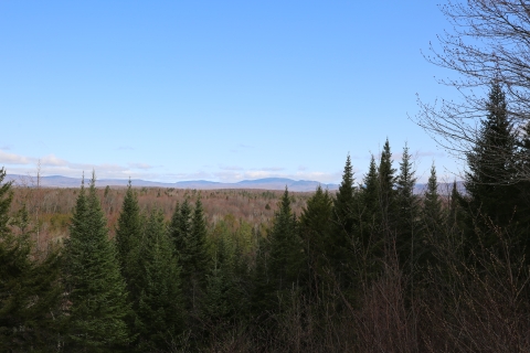 A view of forest with mountains on the horizon