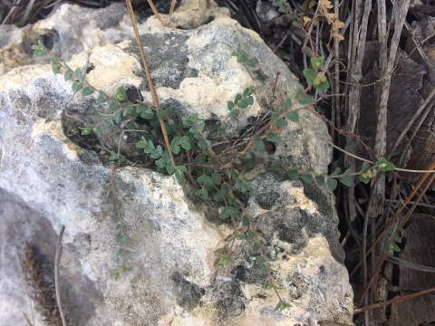Short matting plant with small green rounded leaves growing within the crevice of a rock. 