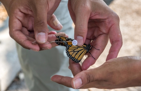 Hands hold a monarch butterfly and a sticker tag on an unbent paperclip.