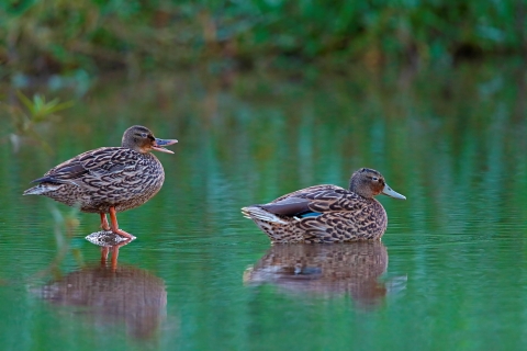 Two ducks in a body of water with foliage behind. The ducks are mottled brown. One has hints of blue in its wing