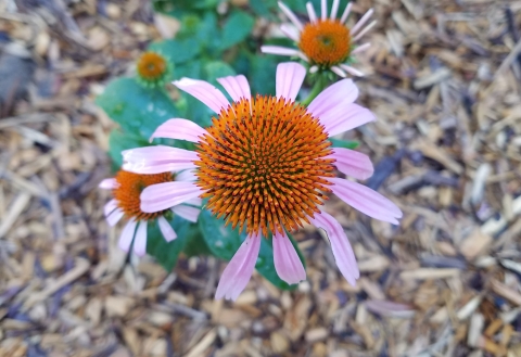 Top down picture of a purple coneflower - pastel petals with a rust orange center