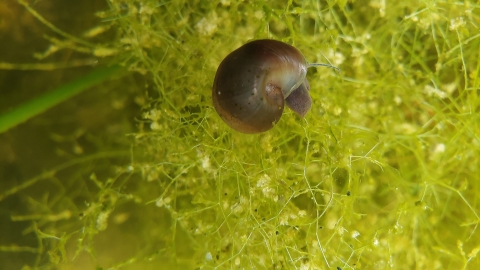 Snail on algae