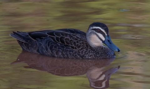 A brown duck with white and tan stripes on it's face