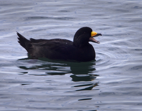An all black bird with orange beak swimming with it's mouth wide open