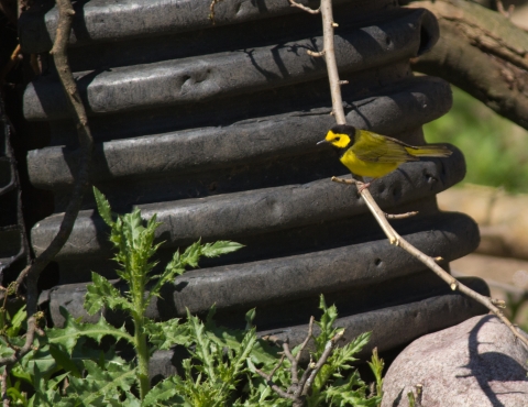 A yellow bird with black markings on its head perched on a stick