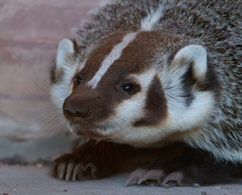 Close-up photo of a badger