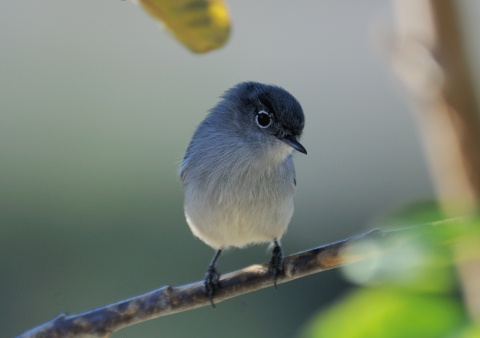 Image of a coastal California gnatcatcher showing the bluish gray feathers on its back and top of head, with whitish gray feathers on its underside