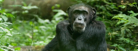 Chimpanzees with vegetation in the background. 