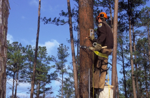 Service employee Inserts nest box into a tree in the upper canopy for endangered Red-cockaded woodpecker.