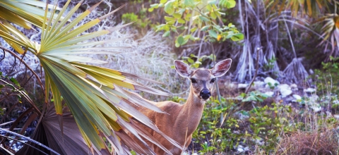 A Key deer looks around vegetation on Big Pine Key Florida.