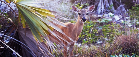 A Key deer looks around vegetation on Big Pine Key Florida.