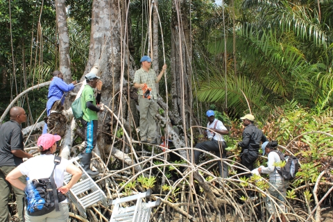 A group of students learn about collecting data on mangrove forests