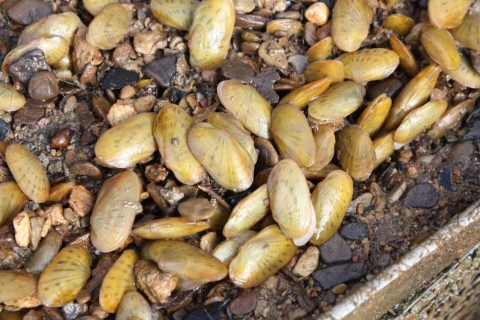 Freshwater mussels laying on top of gravel substrate