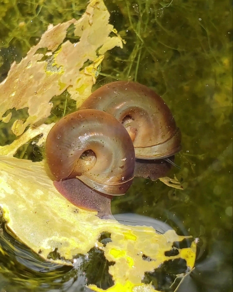 Two snails underwater on a leaf.
