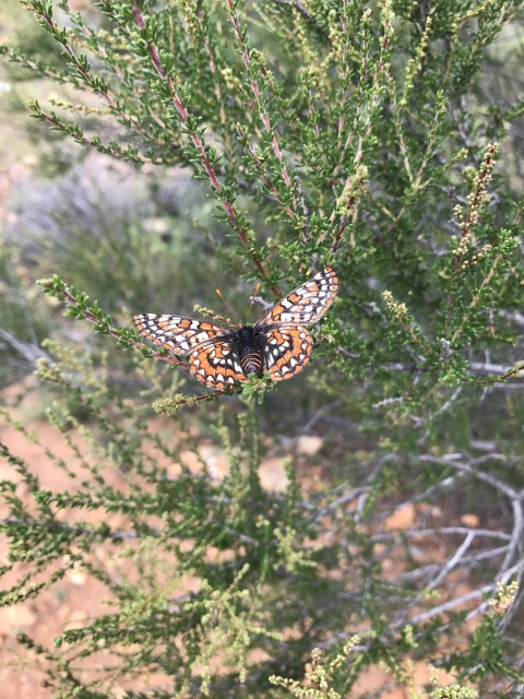 Adult Quino checkerspot butterfly showing its multi-colored white, orange and black checkered wing pattern