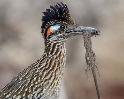 A roadrunner holds a lizard in its mouth