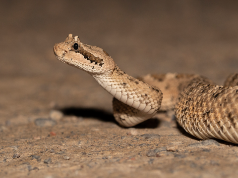 Close-up image of a small, brown and white speckled rattlesnake with distinctive scales above the eyes