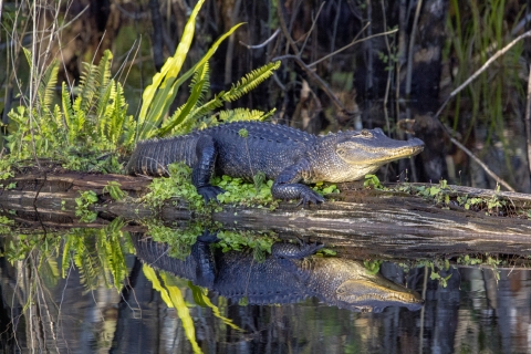 A large reptile basking in the sun on a log over still water surrounded by green vegetation