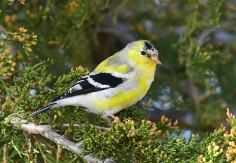 A yellow bird with black spot on its head and wings perched in an evergreen tree