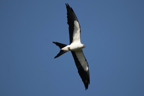 A raptor flying through the air with white belly and black borders along it's wings
