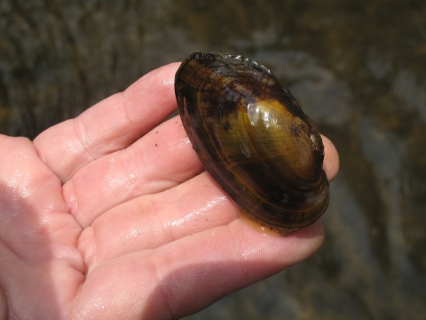 A small brown and tan mussel held in a hand