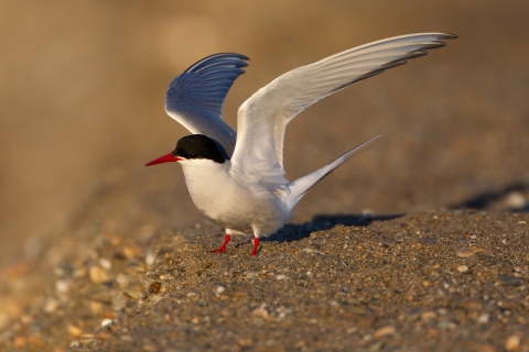 A white bird with black cap, red legs and beak, and light grey wings prepares to take flight from a sandbar