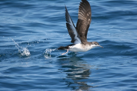 A bird with dark brown/grey wings and white breast flying low over the water splashing
