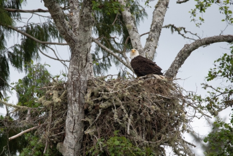 Bald eagle looks out from its massive nest high up in a Pacific Northwest tree.