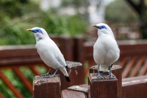 Two small white birds with royal blue feathers around their eyes and yellow beak standing on a fence post