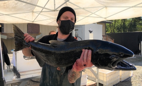 Spawning Chinook salmon at Entiat